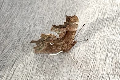 C-Falter