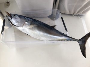 Sauberer Thunfisch